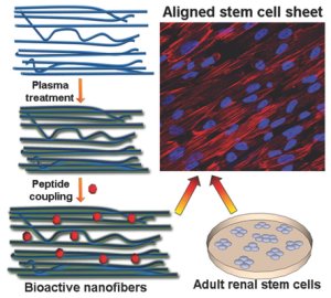 TALENT: Bioactive Nanofiber Matrices Functionalized with Fibronectin-Mimetic Peptides Driving the Alignment and Tubular Commitment of Adult Renal Stem Cells