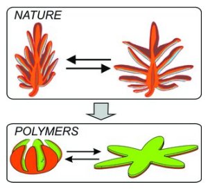 TREND: Bioinspired Microorigami by Self-Folding Polymer Films