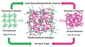 TREND: Engineering of Tough Double Network Hydrogels