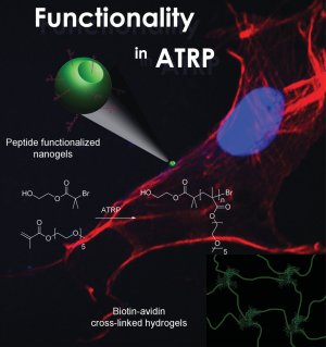 Functional Polymers: Functionality in ATRP: Functionalized Polymers and Nanogels