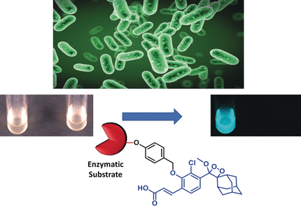 Glow Reveals Dangerous Bacteria: Chemiluminescence probes for the rapid and sensitive detection of salmonella and listeria