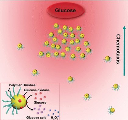 Actively Swimming Gold Nanoparticles: Chemotactic movement on the macroscale by a swarm of bacteria-mimicking nanoswimmers