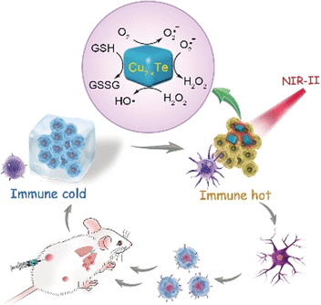 Immune System Upgrade: Catalytic immunotherapy for cancer: nanoparticles act as artificial enzymes